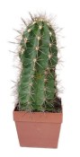Echinocereus scheerii - Echinocereus Scheerův č.10